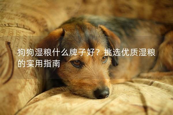 狗狗濕糧什么牌子好？挑選優(yōu)質(zhì)濕糧的實(shí)用指南