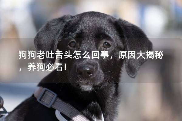 狗狗老吐舌頭怎么回事，原因大揭秘，養狗必看!