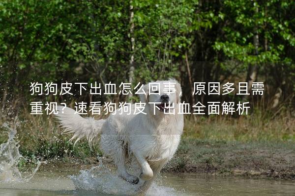 狗狗皮下出血怎么回事，原因多且需重視？速看狗狗皮下出血全面解析