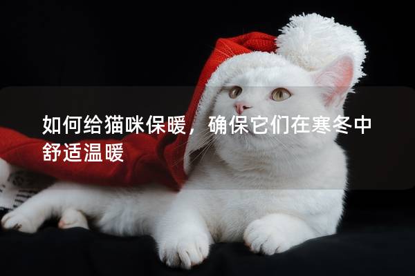 如何給貓咪保暖，確保它們在寒冬中舒適溫暖