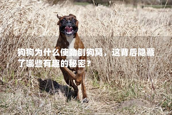 狗狗為什么使勁刨狗窩，這背后隱藏了哪些有趣的秘密？