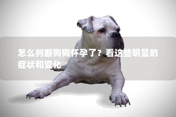 怎么判斷狗狗懷孕了？看這些明顯的癥狀和變化