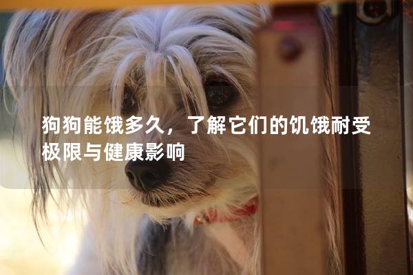 狗狗能餓多久，了解它們的饑餓耐受極限與健康影響