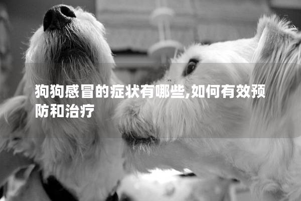 狗狗感冒的癥狀有哪些,如何有效預防和治療 狗狗感冒的癥狀有哪些,如何有效預防和治療