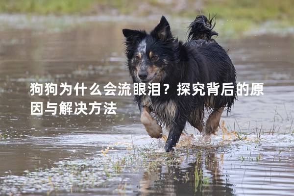狗狗為什么會流眼淚？探究背后的原因與解決方法