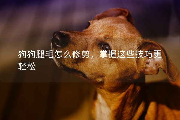 狗狗腿毛怎么修剪，掌握這些技巧更輕松