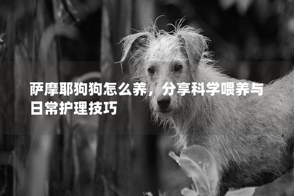 薩摩耶狗狗怎么養(yǎng)，分享科學(xué)喂養(yǎng)與日常護理技巧