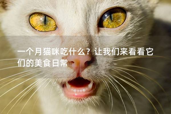 一個月貓咪吃什么?讓我們來看看它們的美食日常 一個月貓咪吃什么?讓我們來看看它們的美食日常