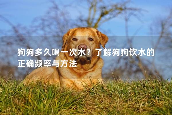 狗狗多久喝一次水？了解狗狗飲水的正確頻率與方法