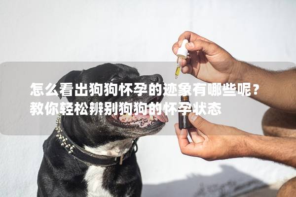 怎么看出狗狗懷孕的跡象有哪些呢？教你輕松辨別狗狗的懷孕狀態