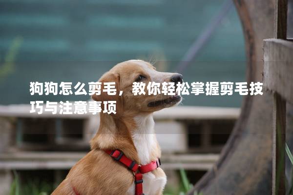 狗狗怎么剪毛,教你輕松掌握剪毛技巧與注意事項 狗狗怎么剪毛,教你輕松掌握剪毛技巧與注意事項