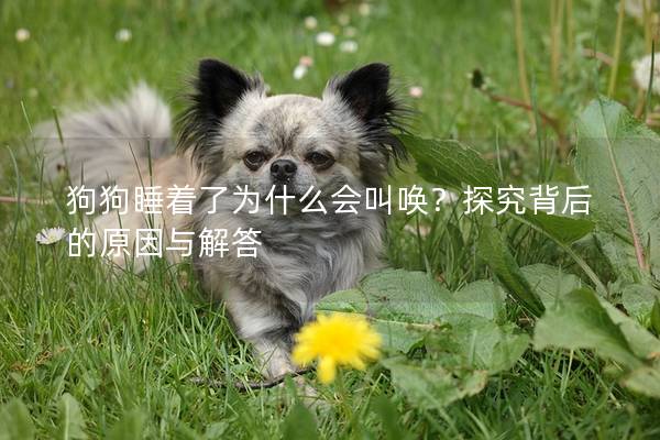狗狗睡著了為什么會叫喚？探究背后的原因與解答
