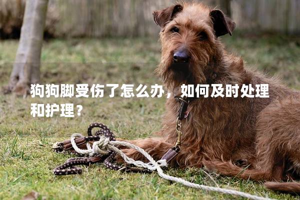 狗狗腳受傷了怎么辦，如何及時處理和護理？