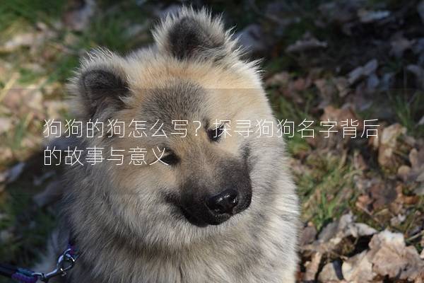 狗狗的狗怎么寫？探尋狗狗名字背后的故事與意義
