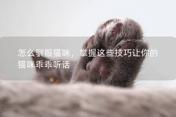 怎么馴服貓咪，掌握這些技巧讓你的貓咪乖乖聽話