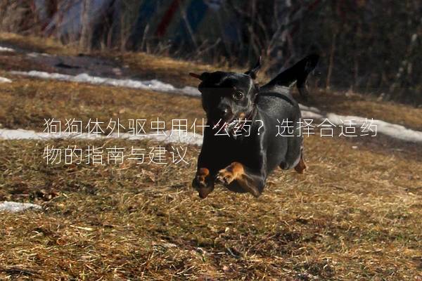 狗狗體外驅(qū)蟲用什么藥？選擇合適藥物的指南與建議