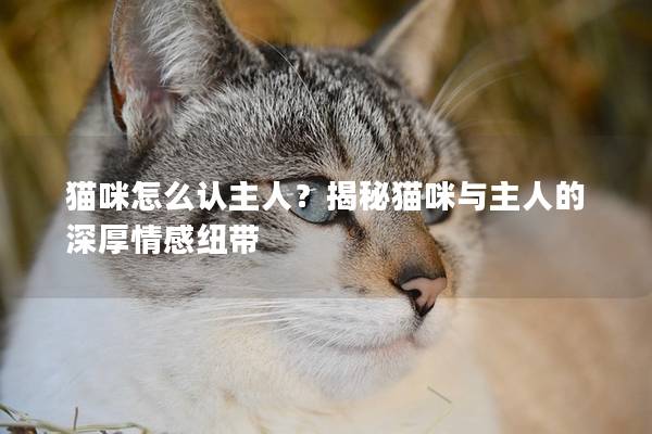 貓咪怎么認(rèn)主人？揭秘貓咪與主人的深厚情感紐帶