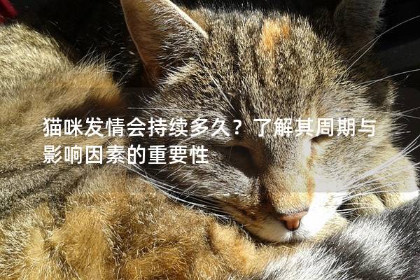 貓咪發情會持續多久？了解其周期與影響因素的重要性