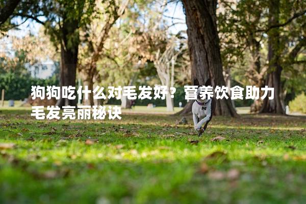 狗狗吃什么對(duì)毛發(fā)好？營(yíng)養(yǎng)飲食助力毛發(fā)亮麗秘訣