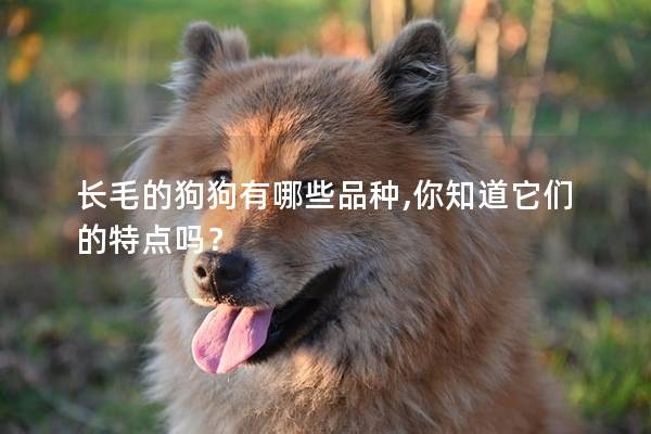 長毛的狗狗有哪些品種,你知道它們的特點(diǎn)嗎？