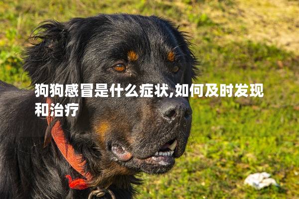 狗狗感冒是什么癥狀,如何及時發現和治療 狗狗感冒是什么癥狀,如何及時發現和治療