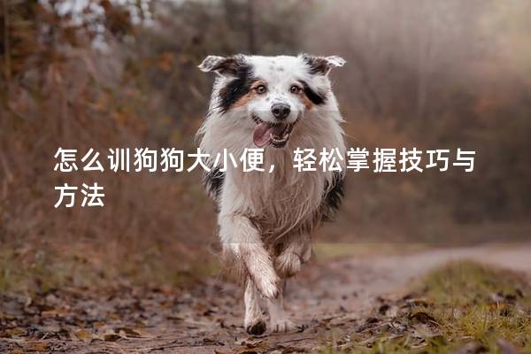 怎么訓(xùn)狗狗大小便，輕松掌握技巧與方法