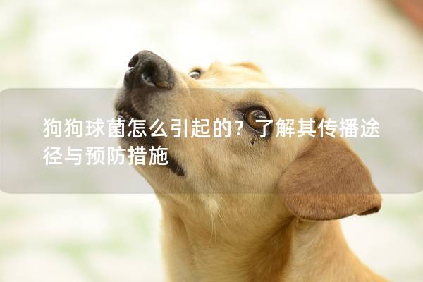 狗狗球菌怎么引起的？了解其傳播途徑與預(yù)防措施