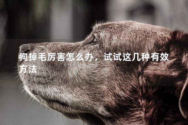 狗掉毛厲害怎么辦,試試這幾種有效方法 狗掉毛厲害怎么辦,試試這幾種有效方法