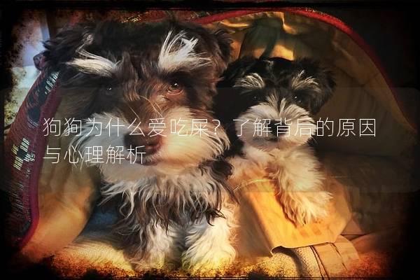 狗狗為什么愛吃屎？了解背后的原因與心理解析