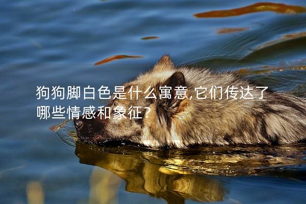 狗狗腳白色是什么寓意,它們傳達了哪些情感和象征？
