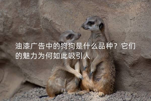 油漆廣告中的狗狗是什么品種？它們的魅力為何如此吸引人