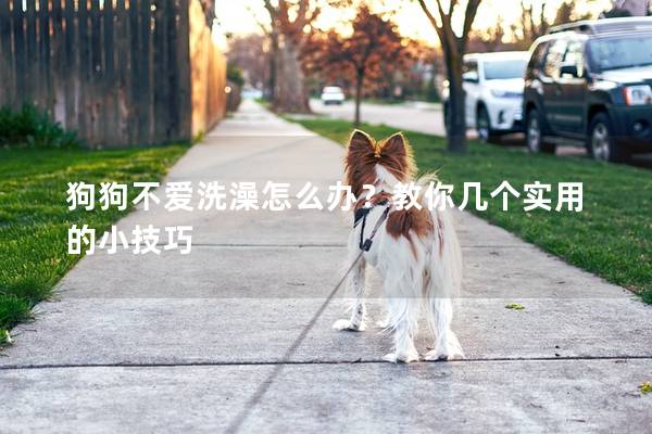狗狗不愛洗澡怎么辦？教你幾個實用的小技巧