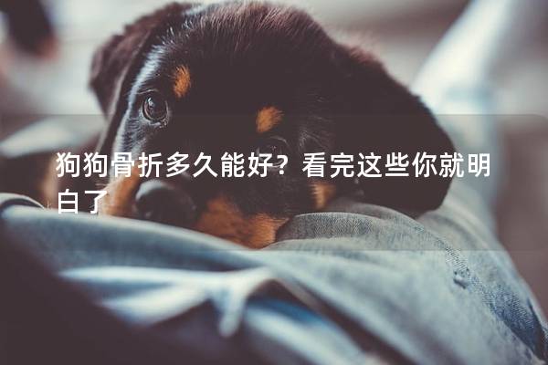狗狗骨折多久能好？看完這些你就明白了