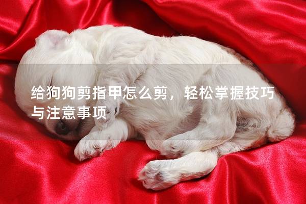 給狗狗剪指甲怎么剪，輕松掌握技巧與注意事項