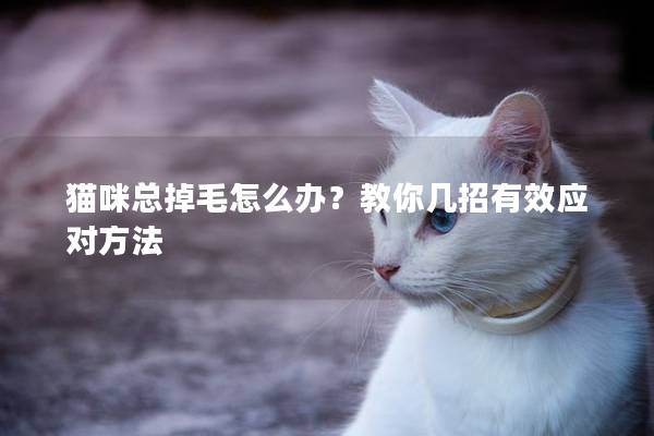 貓咪總掉毛怎么辦？教你幾招有效應對方法