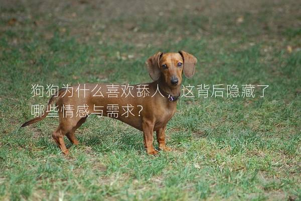 狗狗為什么喜歡舔人，這背后隱藏了哪些情感與需求？