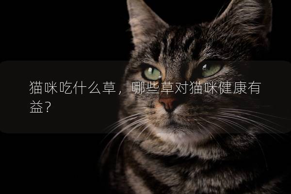 貓咪吃什么草，哪些草對貓咪健康有益？
