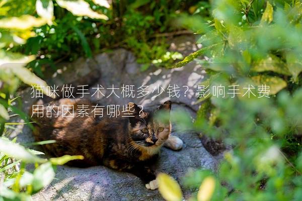 貓咪做手術大概多少錢？影響手術費用的因素有哪些？