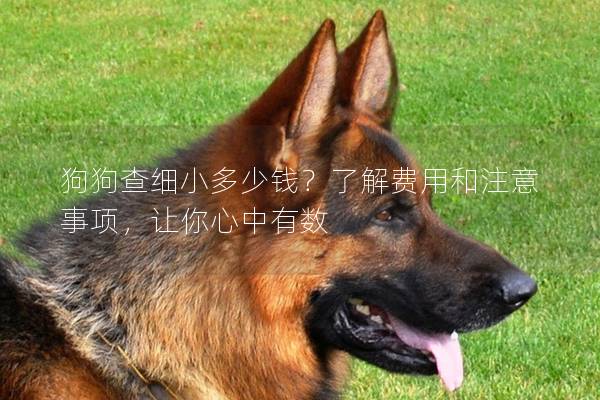 狗狗查細小多少錢？了解費用和注意事項，讓你心中有數