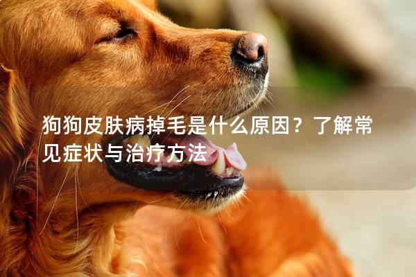 狗狗皮膚病掉毛是什么原因？了解常見癥狀與治療方法