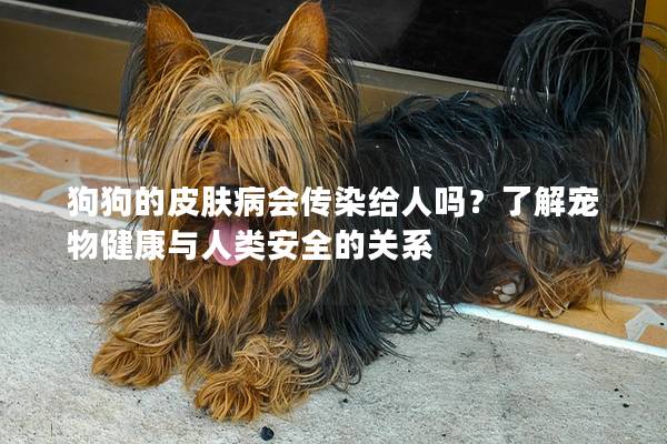 狗狗的皮膚病會傳染給人嗎?了解寵物健康與人類安全的關系 狗狗的皮膚病會傳染給人嗎?了解寵物健康與人類安全的關系