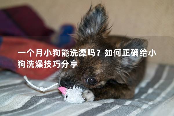 一個(gè)月小狗能洗澡嗎?如何正確給小狗洗澡技巧分享 一個(gè)月小狗能洗澡嗎?如何正確給小狗洗澡技巧分享