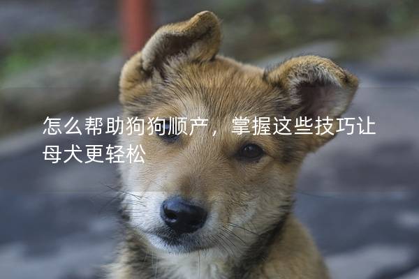 怎么幫助狗狗順產，掌握這些技巧讓母犬更輕松