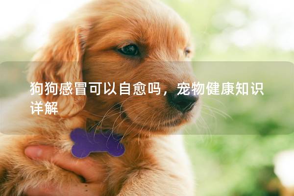 狗狗感冒可以自愈嗎，寵物健康知識詳解