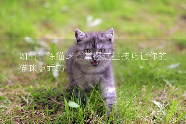如何訓練貓咪，掌握這些技巧讓你的貓咪更乖巧