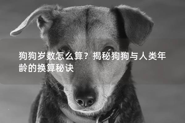 狗狗歲數怎么算？揭秘狗狗與人類年齡的換算秘訣
