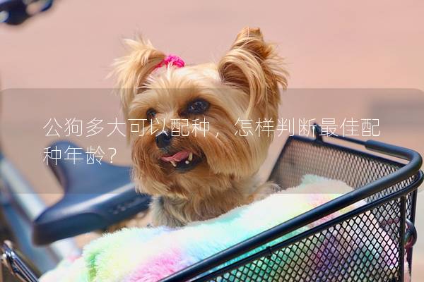 公狗多大可以配種，怎樣判斷最佳配種年齡？