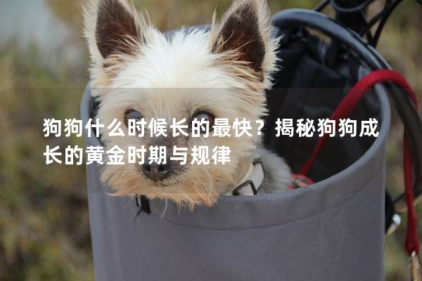 狗狗什么時(shí)候長(zhǎng)的最快？揭秘狗狗成長(zhǎng)的黃金時(shí)期與規(guī)律