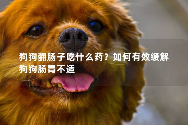狗狗翻腸子吃什么藥？如何有效緩解狗狗腸胃不適