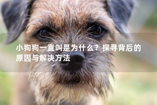 小狗狗一直叫是為什么？探尋背后的原因與解決方法